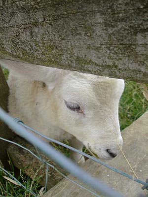 chellows-farm-orphan-lambs