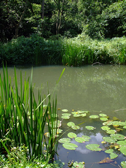 River Wey Godalming