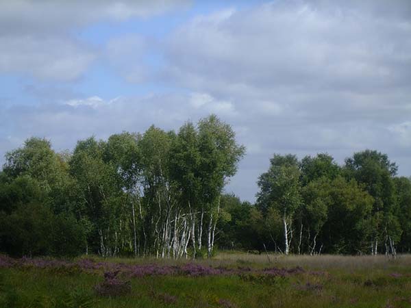 chobham-common-heathland-and-silver-birch