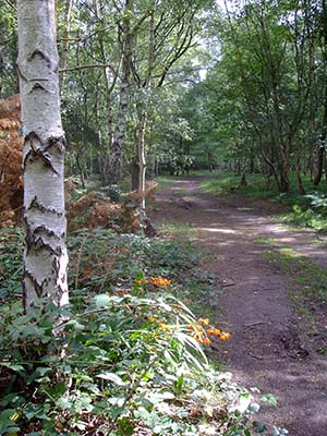 chobham-common-woods