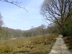 copse-wood-around-haslemere