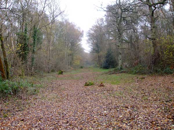 Epsom Common Walk