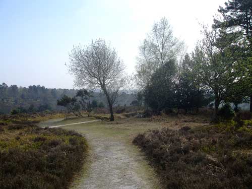 hindhead-common-view