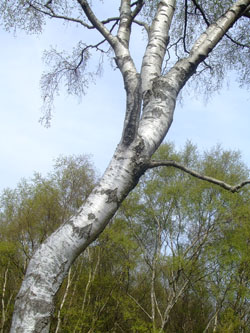 hindhead-common-trees