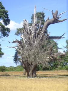 peper harrow tree