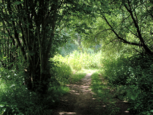 River Wey Toe Path