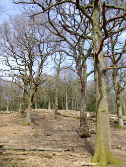 woodland clearing in haslemere surrey