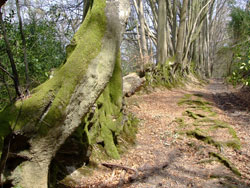 woods around Haslemere Surrey